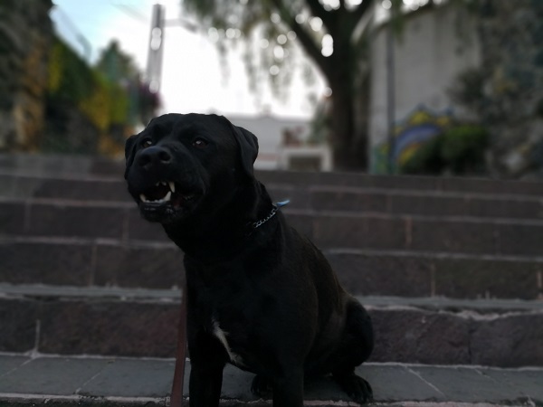 Modo apertura amplia Perro Modo apertura amplia Perro