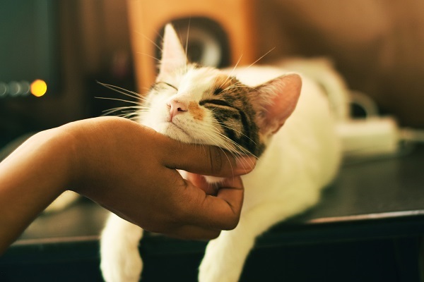 6 gatos que se han vuelto influencers