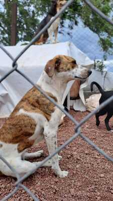 Croquetón 2024 recolecta cuatro toneladas de alimento para perros y gatos que sufren abandono