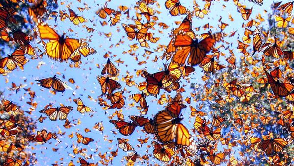 Vuelo de la mariposa monarca en un santuario