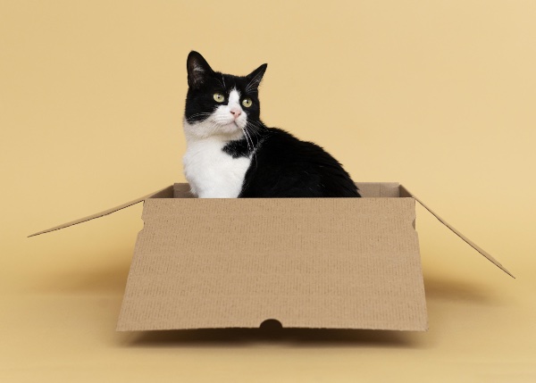 Mercado Libre: incrementan las ventas de productos para gatos 