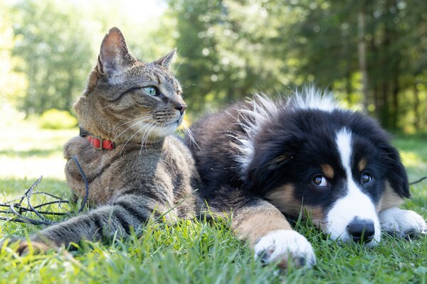 La industria de alimento para mascotas cerrará el año con un valor de 3.5 mmdd