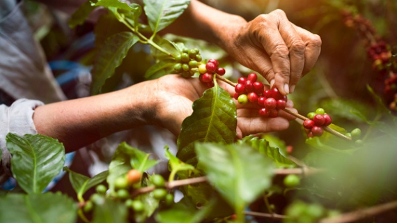  Retos de las exportaciones mexicanas cafeteras