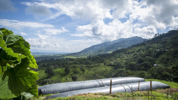 Biodigestores: clave para reducir emisiones