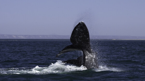 Descubre la magia de la Laguna de San Ignacio y su fauna marina