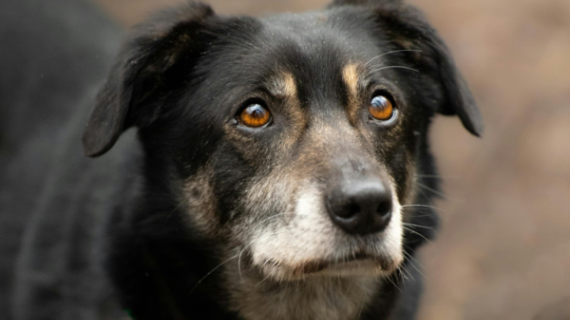 Consejos para mantener saludable y feliz a tu perro senior