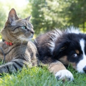 La industria de alimento para mascotas cerrará el año con un valor de 3.5 mmdd