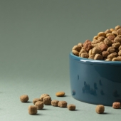 El bienestar de las mascotas impulsa nuevas tendencias en nutrición animal en México