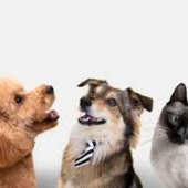 El auge del mercado de mascotas genera oportunidades de negocio e inversión